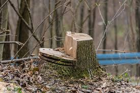 We did not find results for: Easy Ways How You Can Remove Tree Stumps American Dunkle Man