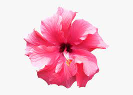 Sap fiori launchpad in sap netweaver 7.5 with sap_ui 750. Png And Tropical Image Fiore Di Ciliegio Png Transparent Png Kindpng