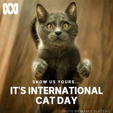 Aug 08, 2018 · international cat day is here, and social media is teeming with pictures, memes and gifs of the internet's (second) favorite pet. Abc Sydney It S International Cat Day We D Love To Facebook