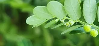 Image result for Phyllanthus