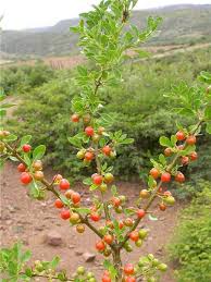 Image result for Citharexylum