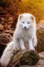 Do You Actually Love Animals More Than You Love People Albino Animals Animals Animals Beautiful