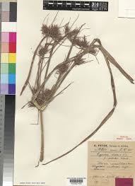 Image result for Cyperus distans