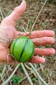 Image result for Phyllanthus macranthus