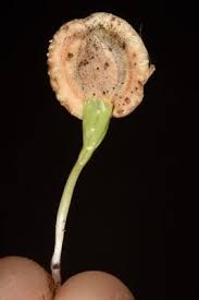 Image result for Plicosepalus amplexicaulis