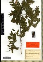 Image result for Scorodophloeus