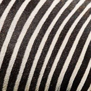 20 Types Of STRIPES In Dress Materials - SewGuide