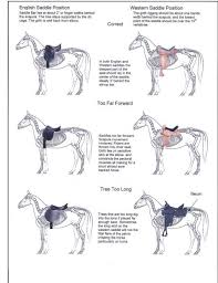 Read This Little Article About The Position Of The Saddle