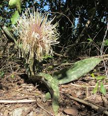 Image result for Kraussia kirkii