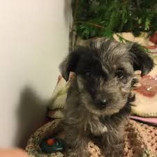 These puppies are big with massive heads. Puppies For Sale Yorkiepoo Yorkiepoos Yorkipoos F Category In Portland Oregon
