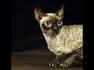 10 Hypoallergenic Cat Breeds | PetMD