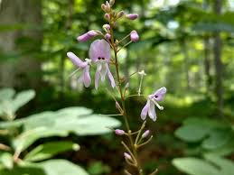 Image result for Hylodesmum repandum