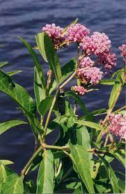 We did not find results for: Milkweed Plants For Sale Guaranteed To Grow Fast Ship