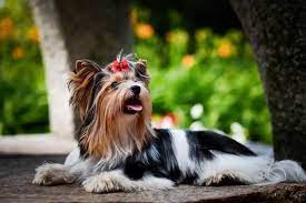 BIEWER TERRIER - Origen, características y PRECIO.