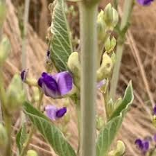 Image result for Neorautanenia mitis