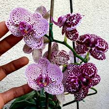 Lioulin Wild Cat Phalaenopsis Wild Cats Phalaenopsis Orchids