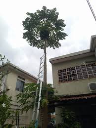 We did not find results for: Alhamdullilah Job Tebang Pokok Di Taman Anggerik Bukit Sentosa Pokok Betik Yang Dah Terlalu Tinggi Dan Kawasan Sempit Jika Berminat Untuk Mengunakan Perkhidmatan Kami Boleh Whatsapp Atau Terus Hubungi Kami Di Nombor Berikut
