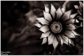 74 Dark Flower Wallpaper On Wallpapersafari Free vector for your backgrounds, backdrop images, wallpapers and adverts. dark flower wallpaper on wallpapersafari
