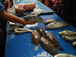 Ini Dia Jenis Ikan Yang Tidak Boleh Dijual Apa Sajakah Itu Mongabay Co Id
