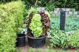 Schnecken Naturlich Bekampfen Salat Aus Dem Garten Im Salat Turm Anleitung Gartnern Auf Kleinem Raum Gardening Pflanzen