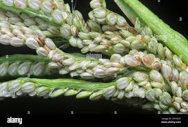Image result for Paspalum conjugatum