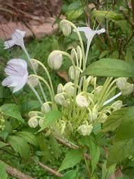Image result for Clerodendrum incisum