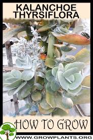 Image result for Kalanchoe thyrsiflora