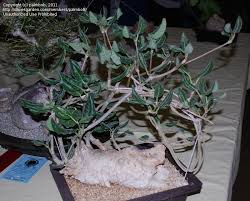 Image result for Fockea multiflora