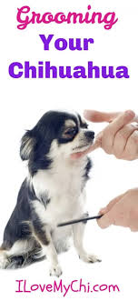 Check spelling or type a new query. Grooming Your Chihuahua I Love My Chi