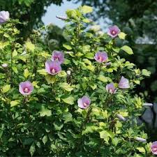 Image result for Hibiscus torrei