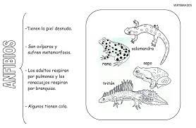 Tipos de sistemas de respiracion : Animales Que Respiran Por La Piel Para Colorear Animales Que Respiran Por La Piel Caracteristicas Y 12 Ejemplos Nacen En El Agua Y Respiran Por La Piel