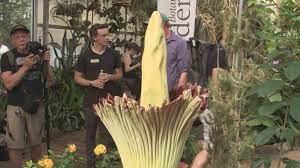 Corpse Flower Archives Yurview