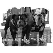 Old english bulldog puppies mn. Wolf S Olde English Bulldogges Home Facebook