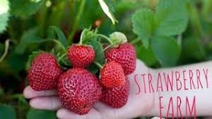 Genting strawberry farm is situated next to. Strawberry Farm At Genting Highlands Tourist Attraction Funny Kids Video Picking Strawberries Youtube