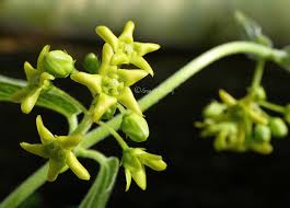 Image result for Vincetoxicum cernuum