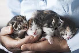 Merci les hormones et chercher l'erreur. A Quel Age Les Chats Peuvent Ils Avoir Des Chatons Monchat Ca