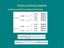 Abcd aabbccdd aabbccdd aabbccdd aabbccdd aabbccdd. Basic Mendelian Crosses Ppt Download