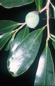 Image result for Warburgia ugandensis