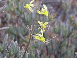 Image result for Bulbine favosa