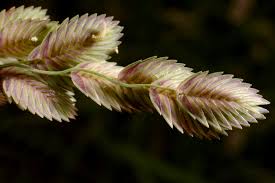 Image result for Eragrostis chapelieri