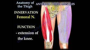 Appendicular muscles of the pelvic girdle and lower limbs. Anatomy Of The Thigh Everything You Need To Know Dr Nabil Ebraheim Youtube