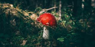 Image result for escapism