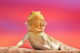 Why Bearded Dragon Sitting With Mouth Open? – Repti Zoo