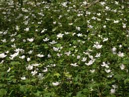 Image result for Aneilema petersii