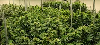 El diputado federal de guanajuato por el partido acción nacional, jorge espadas, señaló que la legalización de la marihuana para su uso lúdico sería un retroceso el partido acción nacional en la cámara de diputados estamos pendientes de este análisis, hay. Ley De Marihuana Para Fines Recreativos Supera Primer Tramite En Senado Mexicano Cronicas
