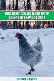 It can be blue, green, yellow, orange, pink, colorless or any combination of these colors. Sapphire Gem Chicken Eggs Height Size And Raising Tips