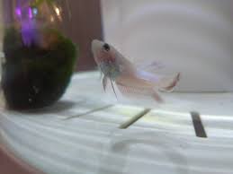 Top 7 ways of identifying the gender of betta fishes. Baby Boy Or Angry Girl Bettafish