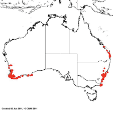 Image result for Alinula paradoxa