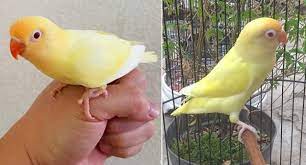 Catatan Burung Jenis Mutasi Warna Lovebird Parblue