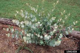 Image result for Indigofera bainesii